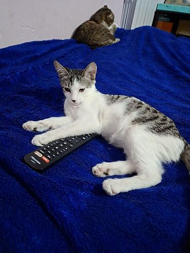 где купить котят: Отдаю котят в добрые руки 1 мальчик звать Кексик возраст 4 месяца — 8