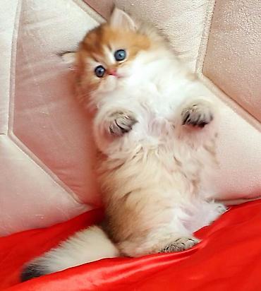 Pişiklər: Britan — 2