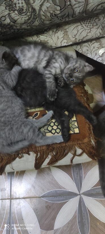 Pişiklər: Şotland, Erkək, Dişi — 4