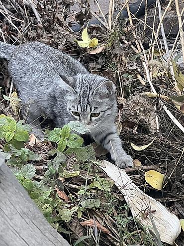 Үй жаныбарлары: Котята домашние, от кошки на фото. 3 котенка - Возраст: примерно — 1