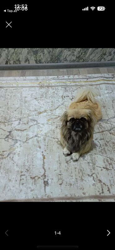 İtlər: Pekines, 1 il, Erkek, Peyvəndli, Pulsuz çatdırılma