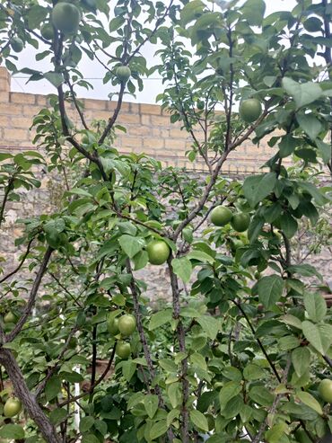 Bağ evlərinin satışı: Gəncə, 610 kv. m, 6 otaqlı, Hovuzsuz, Kanalizasiya -da lalafo.az — 34 Bağ evlərinin satışı: Gəncə, 610 kv. m, 6 otaqlı, Hovuzsuz, Kanalizasiya — 34