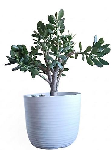 cool posteljina: Sukulenta “Drvo novca” (Crassula ovata) u dekorativnoj saksiji, visina — 1