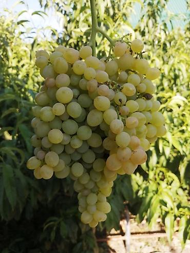 Виноград: Годовалые саженцы винограда. Цена от 200 до 300 сом. Черенки по 50 — 5