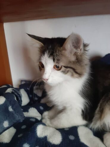 Отдам даром кошку: 2 месяца, Девочка — 14