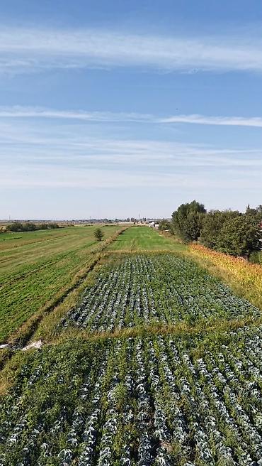 участок горный маевка: 460 соток, Для сельского хозяйства — 7