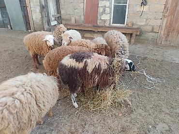 Quzu: Erkey qoyunlar 8 eded hamsi erkeydi — 8