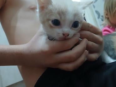 Отдам даром кошку: Котята в добрые руки. одна девочка, два мальчика проглистованы, едят — 2