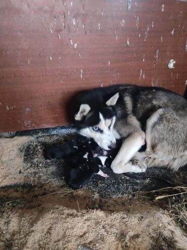 İtlər: Xaski, 1 ay, Erkek — 5