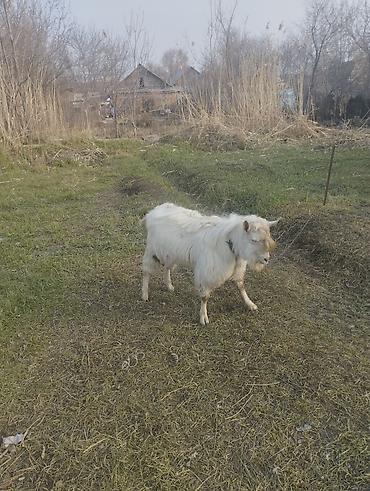 Козы, козлы: Продаю | Козёл (самец) | Для разведения | Племенные — 3