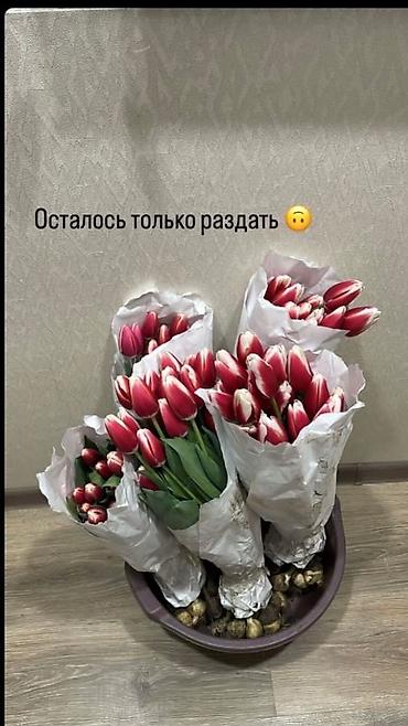 Букеты из живых цветов: Дорогие друзья! В продаже голландские тюльпаны выращенные в наших — 17