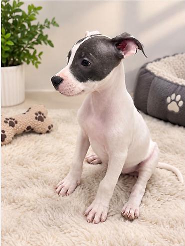 french buldog: Doq, 2 ay, Erkək, Ünvandan götürmə — 2