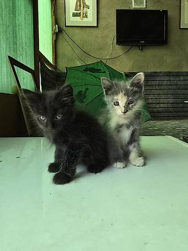 собака такса щенок: Котята даром, в добрые руки — 2