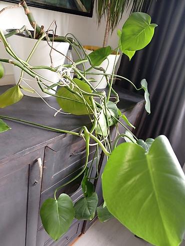 монстера: Монстера (Monstera deliciosa), взрослое лиановидное комнатное — 2