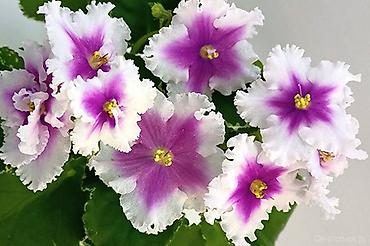 Фиалки и глоксинии: В продаже крупные детки и стартеры, взрослые сортовые фиалки, Отправка — 13