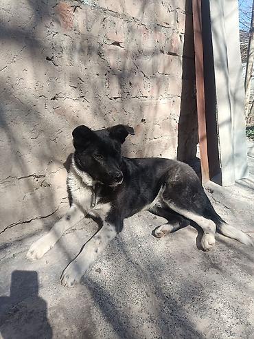 Продажа собак: Колли, 7 месяцев, Самец — 6