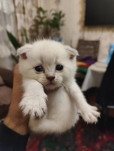 Pişiklər: Britan, Dişi — 13