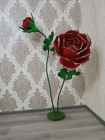 gözel güller: Boyu 1,60 gözəl görünüşlü gül 🌹 — 1