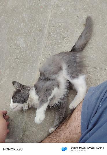 pişik ləvazimatları: ​🐾 Təcili! Çox sevimli və oynaq kütü satılır! 🐾 ​Məşhur Maine Coon və — 5