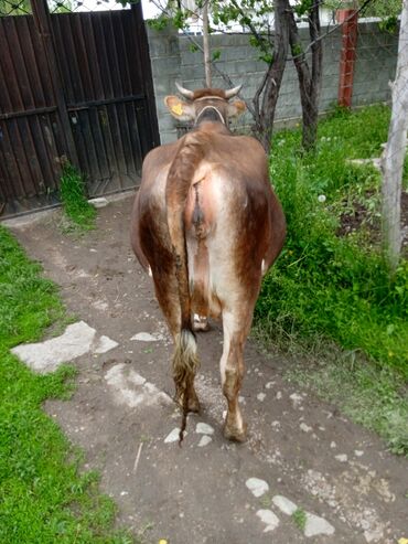 Коровы, быки: Продаю | Корова (самка) | Алатауская | Для разведения | Стельные