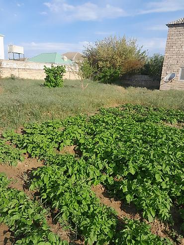 Torpaq sahələrinin satışı: 10 sot, Tikinti, Mülkiyyətçi, Kupça (Çıxarış) — 7