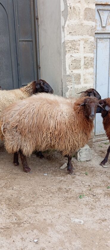 Qoyunlar, qoçlar: Salam ünvan Bakıin maştağa kendi obşi 8 baş heyvanlar 1 baş ana-bala — 5