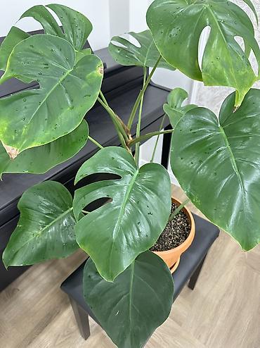 Монстеры: Монстера делициоза (Monstera deliciosa) в горшке - Эффектное — 4