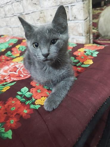 вязка кошка: Серый котёнок с короткой плюшевой шерстью и янтарными глазами — 1