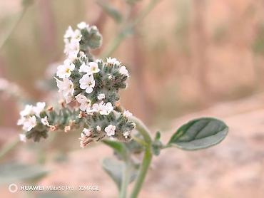 Huawei: Huawei Mate 50 Pro, Б/у, 256 ГБ, цвет - Черный, 2 SIM — 9