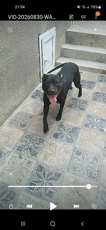 pitbull itleri: Pitbul — 2