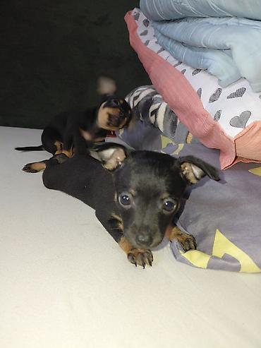 Продажа собак: Миниатюрный пинчер, 1 месяц, Самец, С прививкой — 1