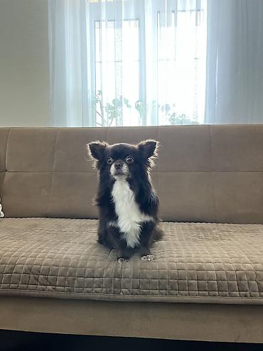 çöl iti: Çixuahua, 4 il, Erkək, Cütləşmə üçün, Ünvandan götürmə — 6