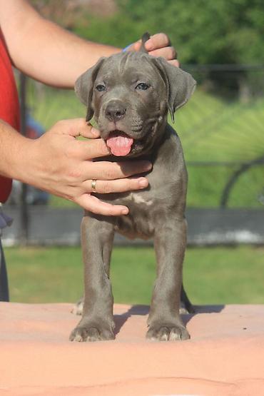 Psi: Cane Corso štenci U ponudi veoma perspektivni štenci iz različitih — 1