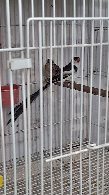 bulbul quşu satışı: Məhsul: Egzotik dekorativ quşlar cütlük Təsvir: - Növ: Uzun quyruqlu — 3