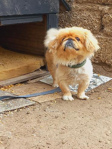 avçarka bala: Pekines, 1 il, Dişi — 1