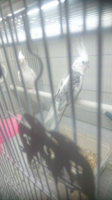 Tutuquşları: Yanaqsız karellalar var satışda 100-300 aznə qədər qiymət dəyişir bala -da lalafo.az — 4 Tutuquşları: Yanaqsız karellalar var satışda 100-300 aznə qədər qiymət dəyişir bala — 4