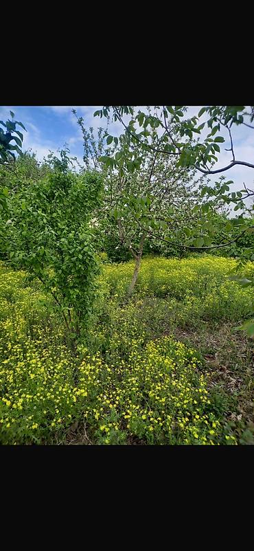 Torpaq sahələrinin satışı: 8 sot, Tikinti, Mülkiyyətçi, Kupça (Çıxarış) — 5