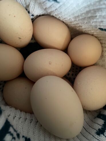 sağsağan yumurtası: Toyuq, Brama, Yumurtalıq, Pulsuz çatdırılma