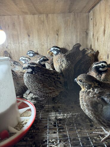 бройлеры оптом: Продажа Виргинских Куропаток! Общее количество 10 штук! 5 петуха и 5