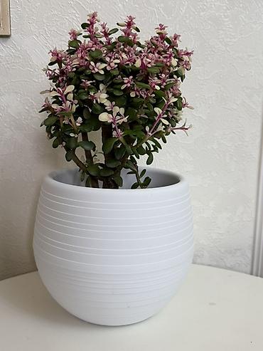 Комнатные растения: Суккулент «Крестовник (Portulacaria afra) вариегатная форма» в — 2