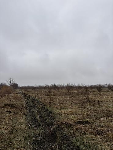 Torpaq sahələrinin satışı: Kənd təsərrüfatı, Kupça (Çıxarış) -da lalafo.az — 7 Torpaq sahələrinin satışı: Kənd təsərrüfatı, Kupça (Çıxarış) — 7