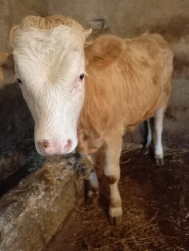 Dana, buzov: Dana, buzov, Dişi, ay: 9, 250 kq, Damazlıq, Ünvandan götürmə — 9