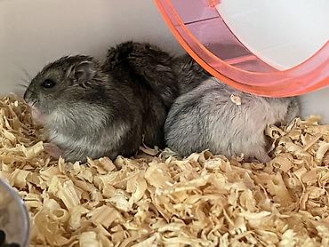 ev itləri balaca: Cırtdan hamsterlər – ailələrlə və sakit mühitlə uyğun ev heyvanları - — 1