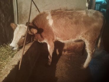 Dana, buzov: Satılır: cins dana - Növ: iribuynuzlu (dana) - Rəng: açıq qəhvəyi — 8