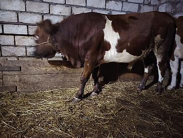 dana inək: Qırmızı-ağ rəngli erkək dana/sığır satılır. Fotoşəkillərdə görüldüyü — 6
