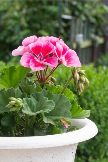 герань: Geranium gülü satılır dibçəkdə