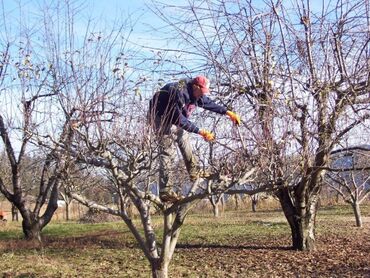 услуги побелка: Правильная обрезка плодово - фруктовых деревьев, обработка ран и мест