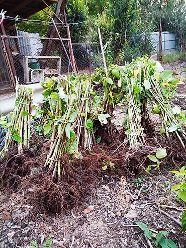 Фрукты и ягоды: Саженцы малины мапема полонез принимаю заказы на саженцы Малина — 8