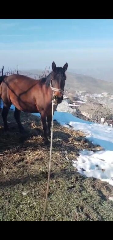 Atlar: Dişi, il: 5, Ünvandan götürmə