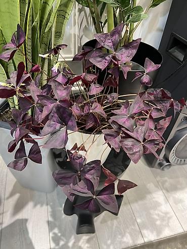 Драцены и Сансевиерии: Адаптированные пересаженные в горшках. Сансеvierия (Sansevieria — 44